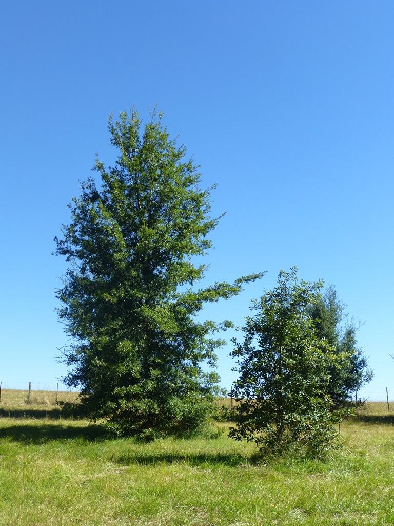 Quercus crassipes San Miguel Arboretum