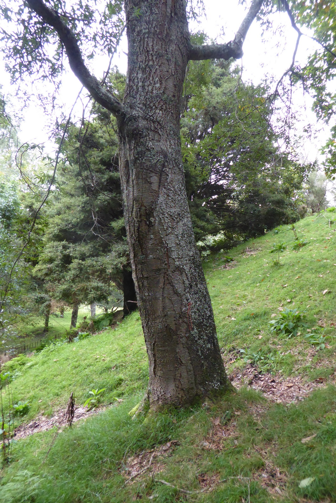 Quercus crassipes bark Hackfalls Arboretum