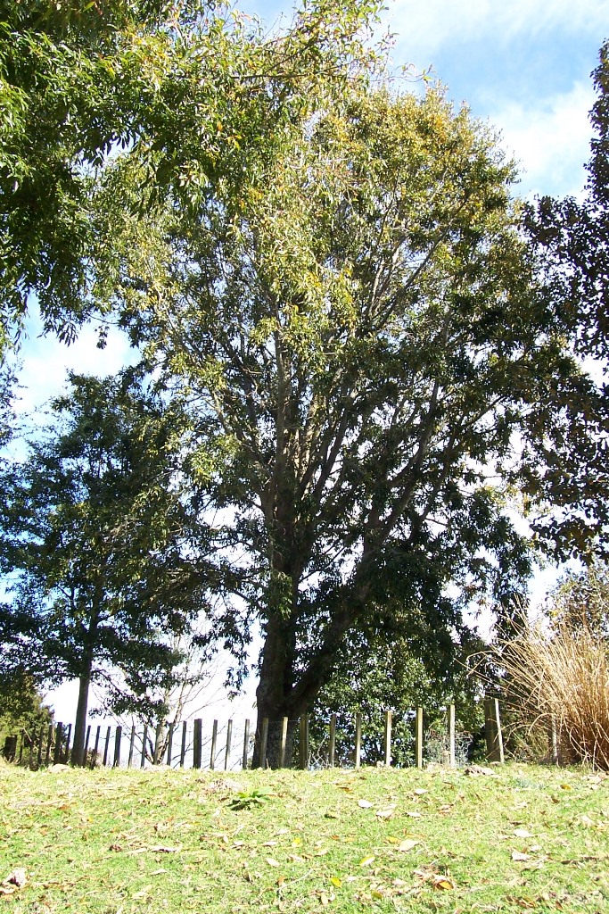 Quercus crassipes possible champion