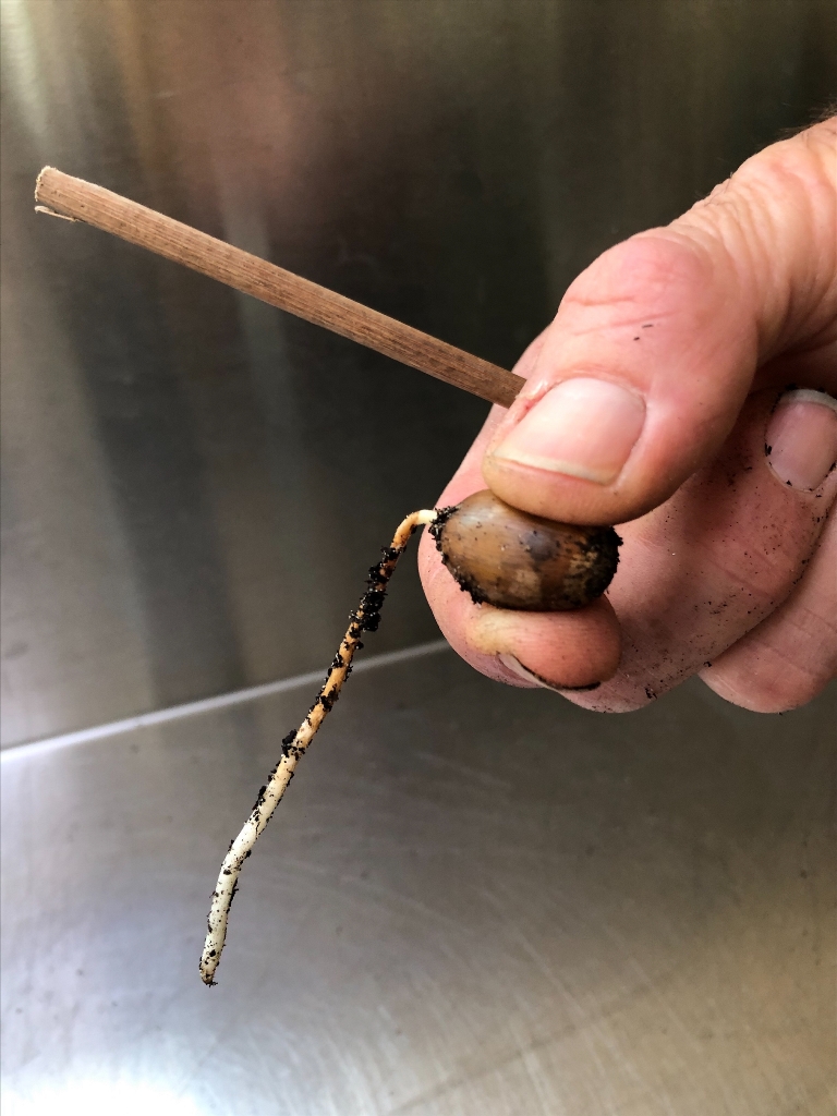 Quercus engelmannii radicle