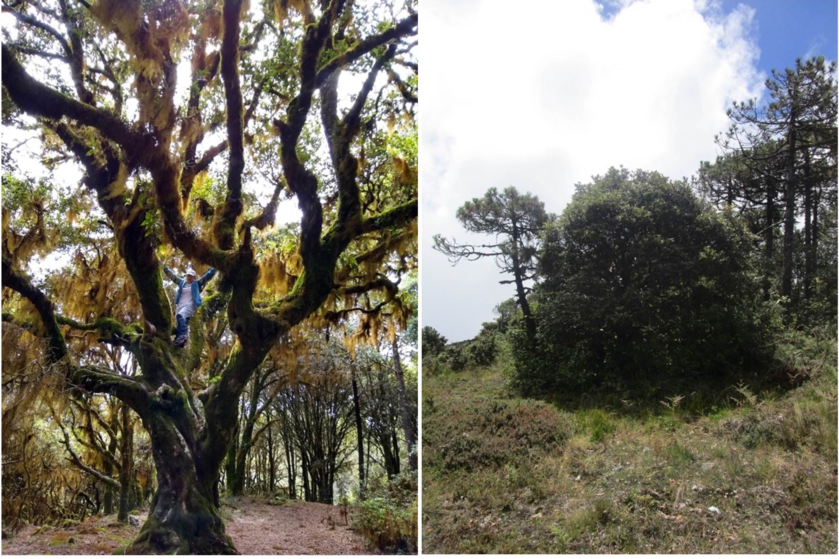 On the left, Los Pozuelos, in Ixtlán de Juárez. On the right, Cerro Zacate, in San Pedro Yólox.