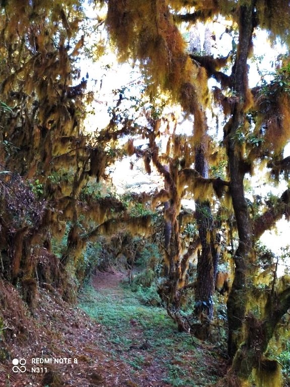 Camino Real, near Los Pozuelos in Ixtlán de Juárez.