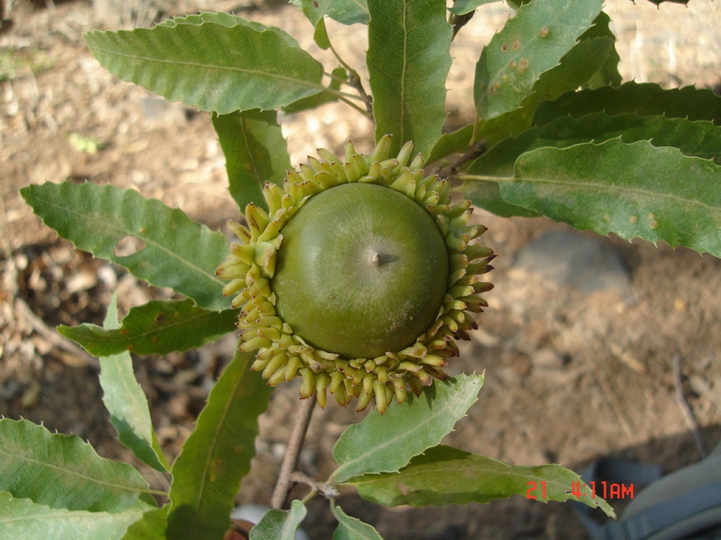 Figure 7. Acorns of Q. magnosquamata