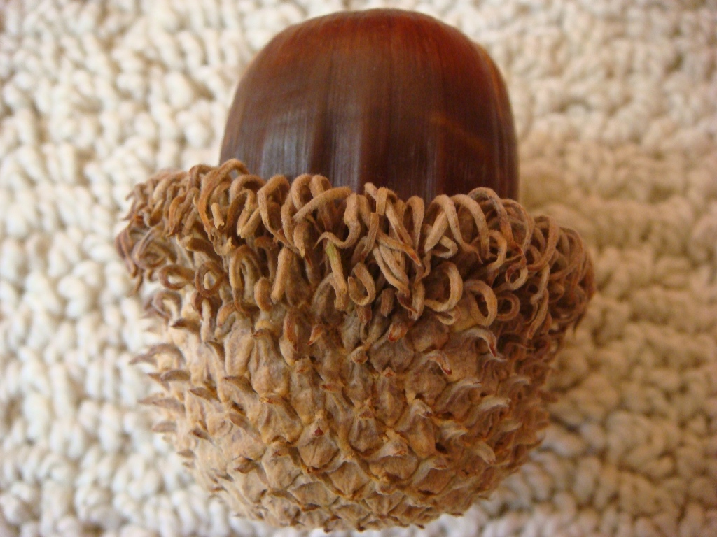 Figure 8. Mature acorn (Seed and Cupule) of Q. magnosquamata