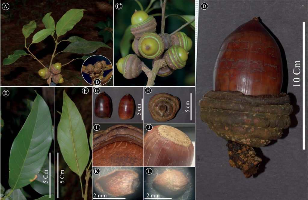 Images of leaves and acorns
