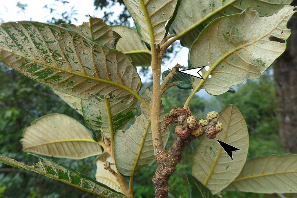 Forming acorns