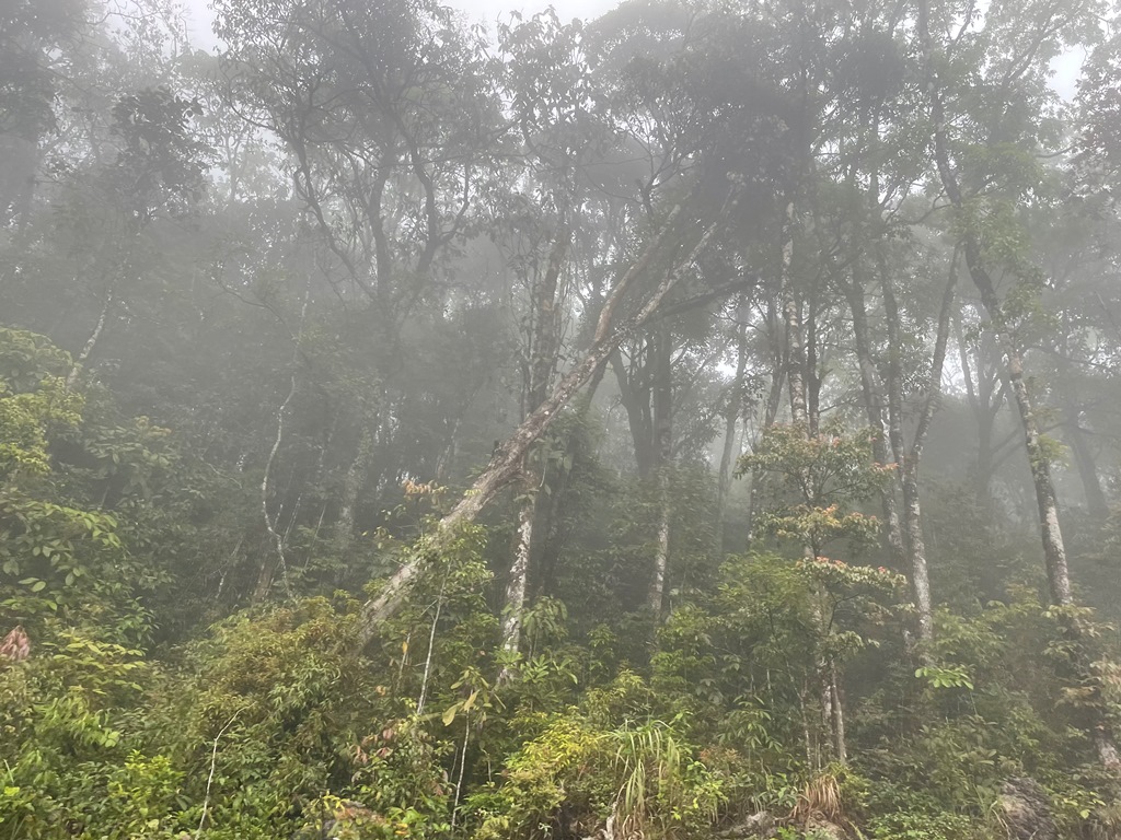 Q. marlipoensis habitat