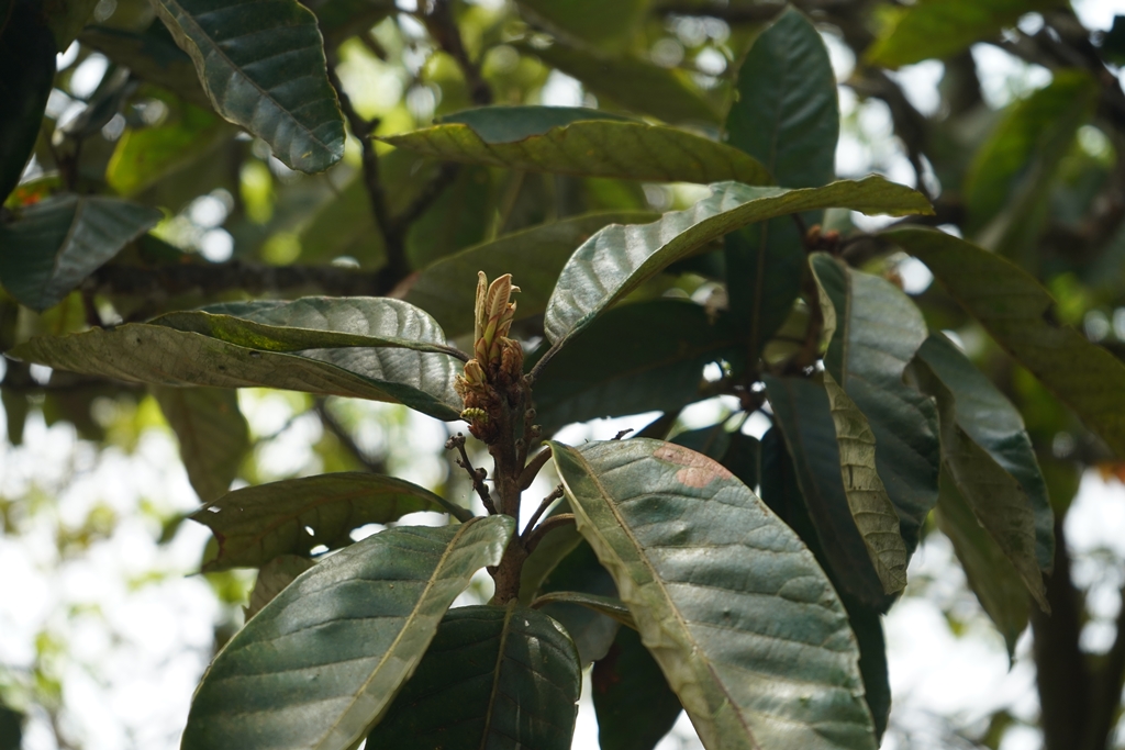 New growth on Q. marlipoensi