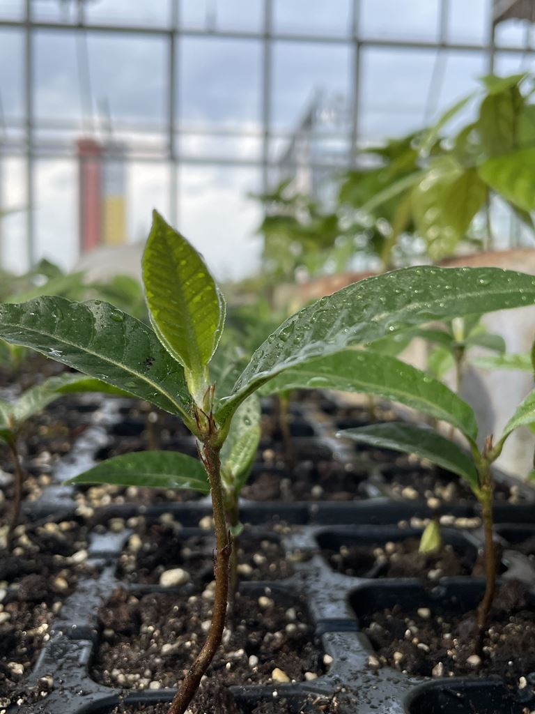 Quercus marlipoensis seedling