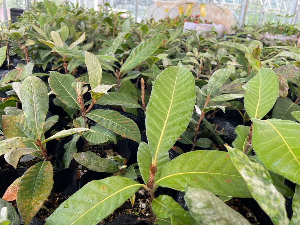 Seedlings of Quercus marlipoensis