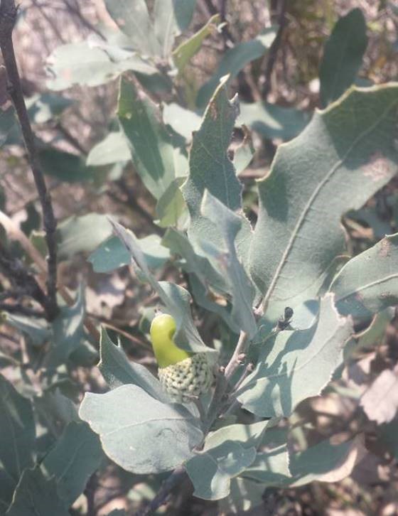 Quercus mohriana dense silver hairs