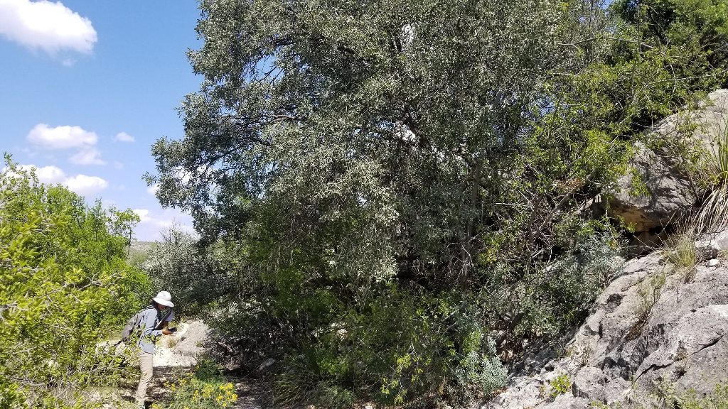 Quercus mohriana exceptionally large single trunk