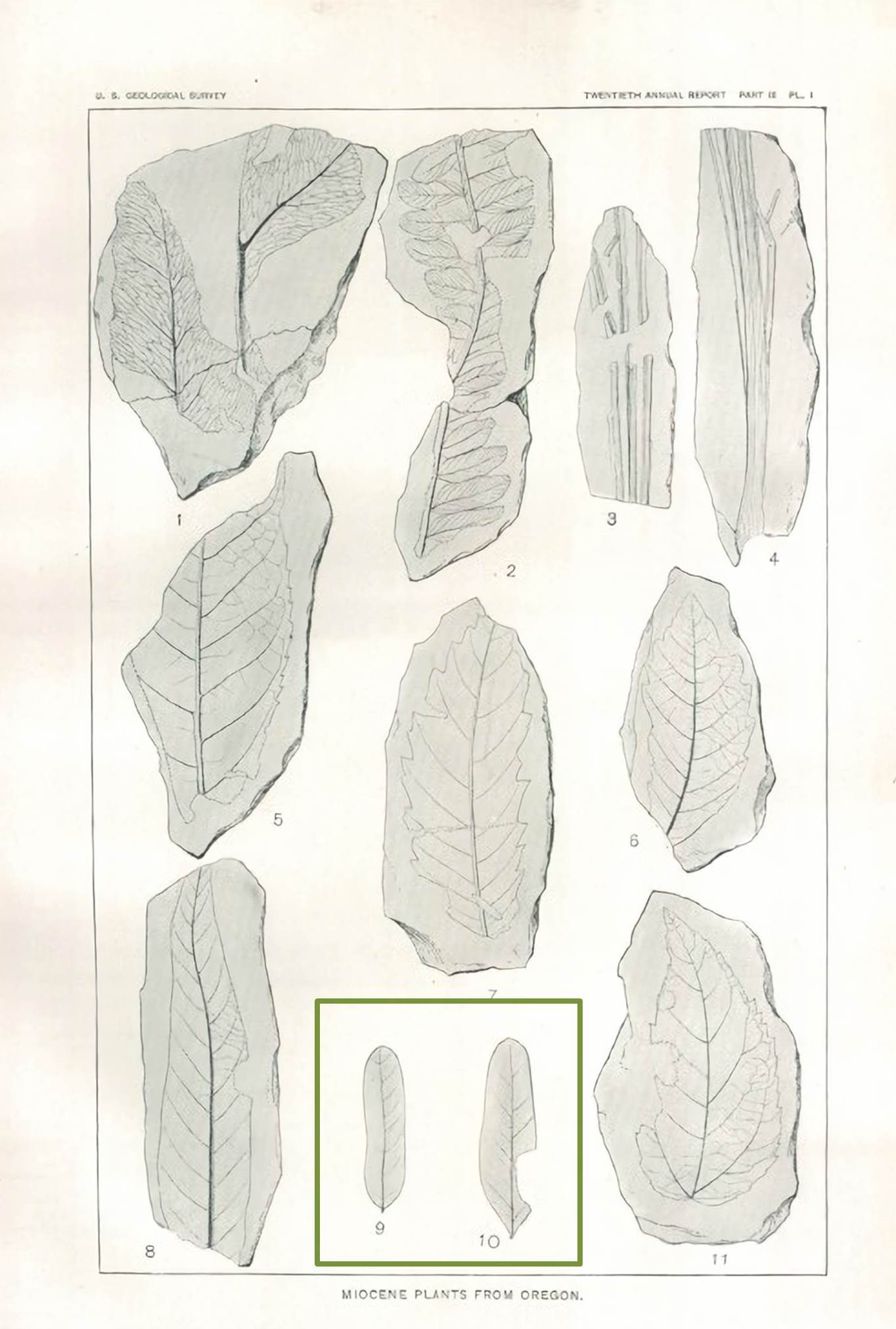 Quercos pacifica Knowlton