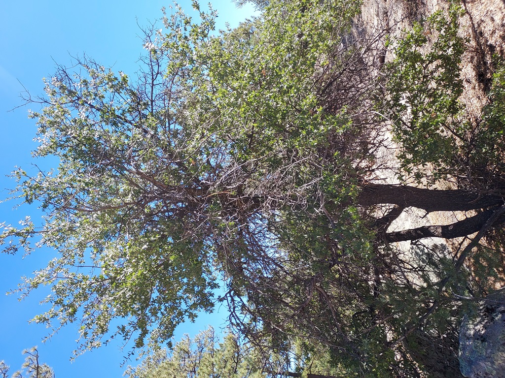 Small tree
