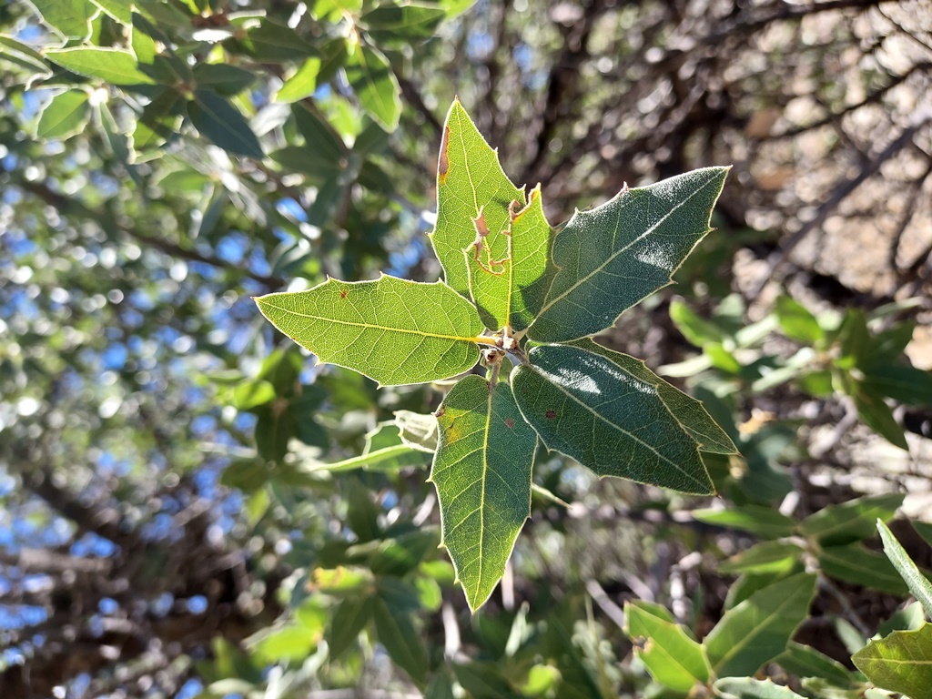 Quercus peninsularis leaves