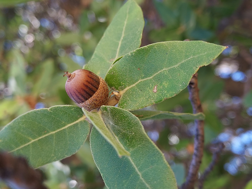 Mature acorn