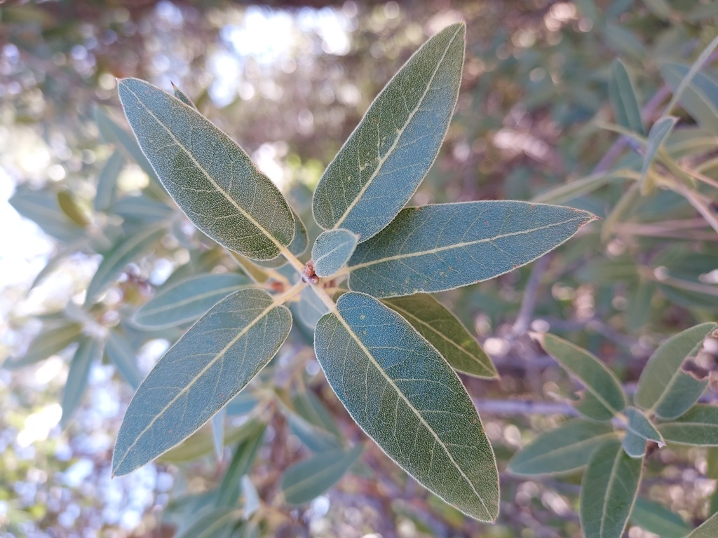 Leaves with entire margins