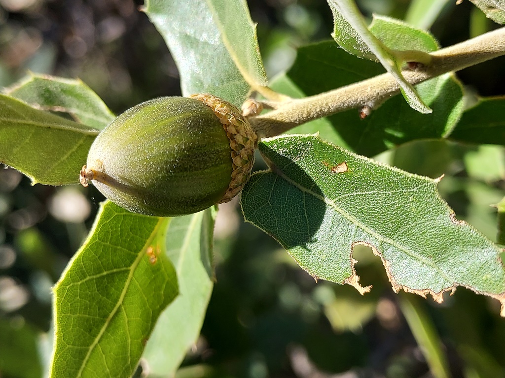 Ripening acorn