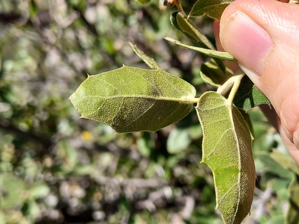 Tufts of hair near the base