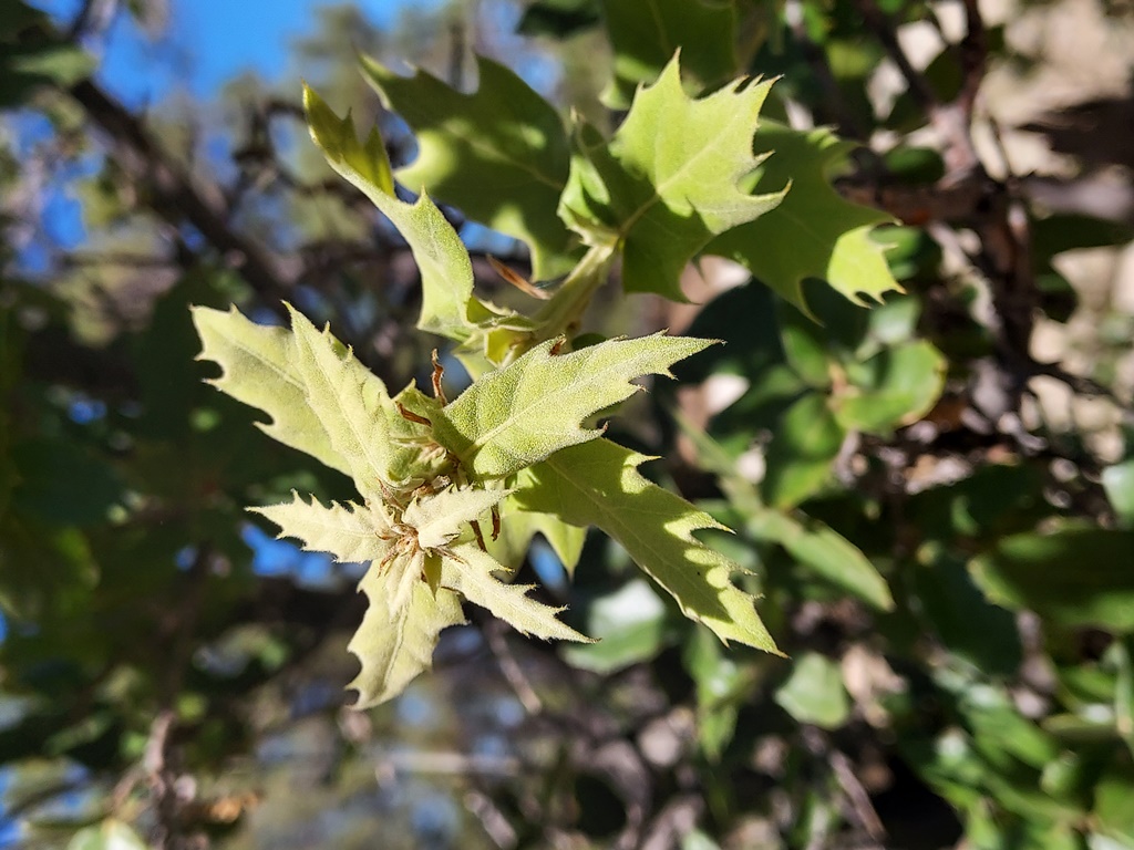 New leaves emerge covered in yellow tomentum