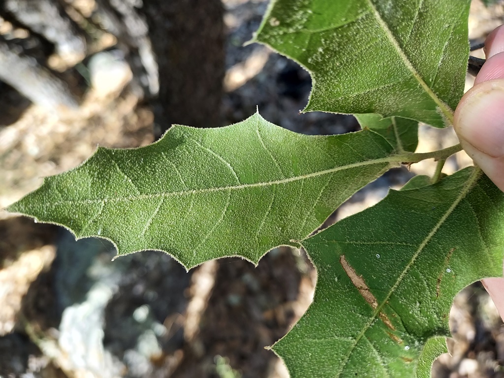 Leaf undersides covered in dense tomentum