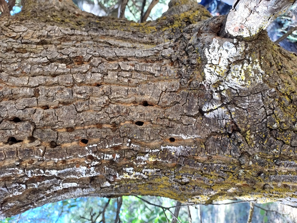 Mature bark