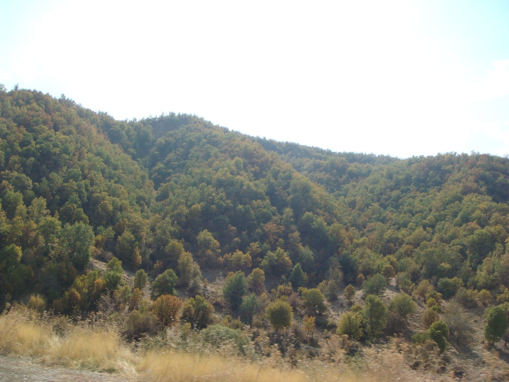 Zagros oak forests in Piranshahr, West Azerbaijan province (Northern Zagros), @ Parisa Panahi