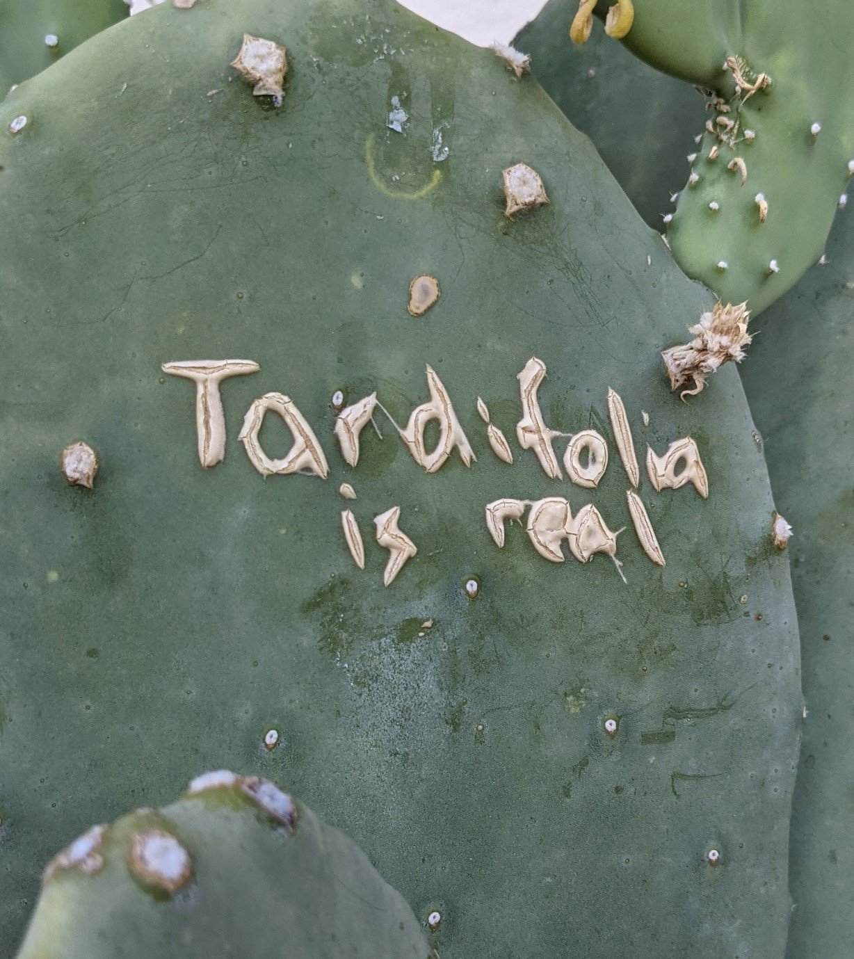 Quercus tardifoli Grafitti