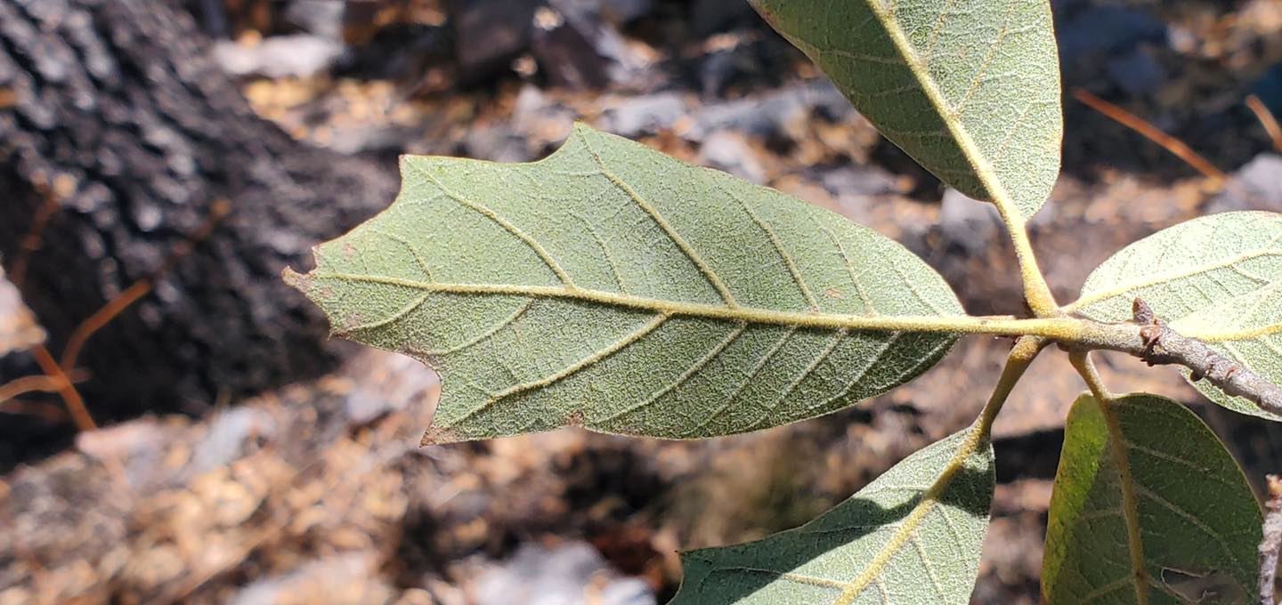Quercus tardifolia leaf
