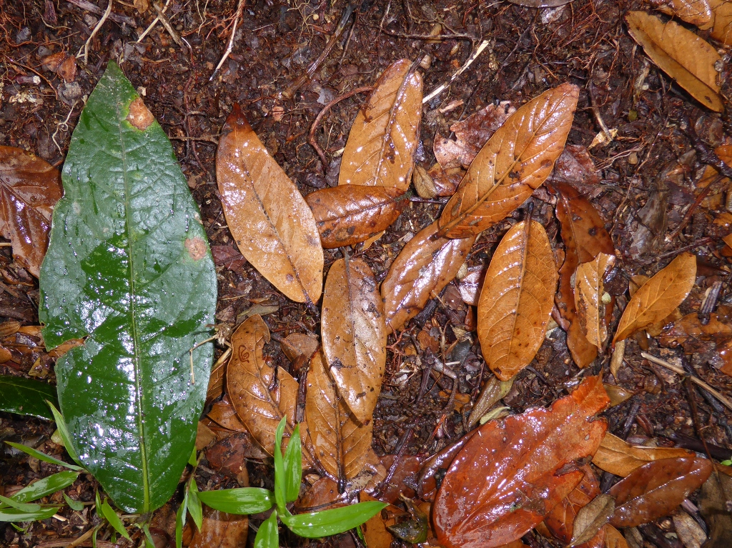 Quercus tonduzii with Q. benthamii