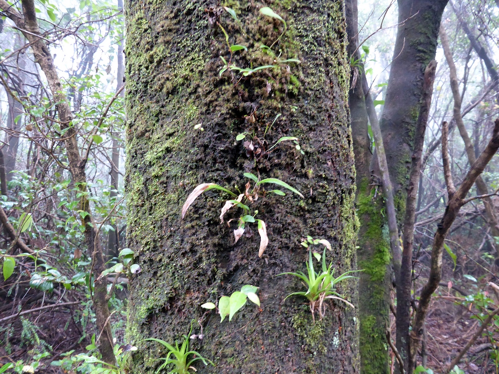 Q. tonduzii trunk with epiphytes