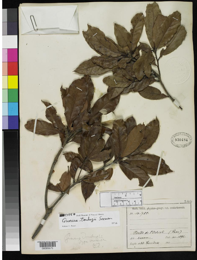 Quercus tonduzii syntype