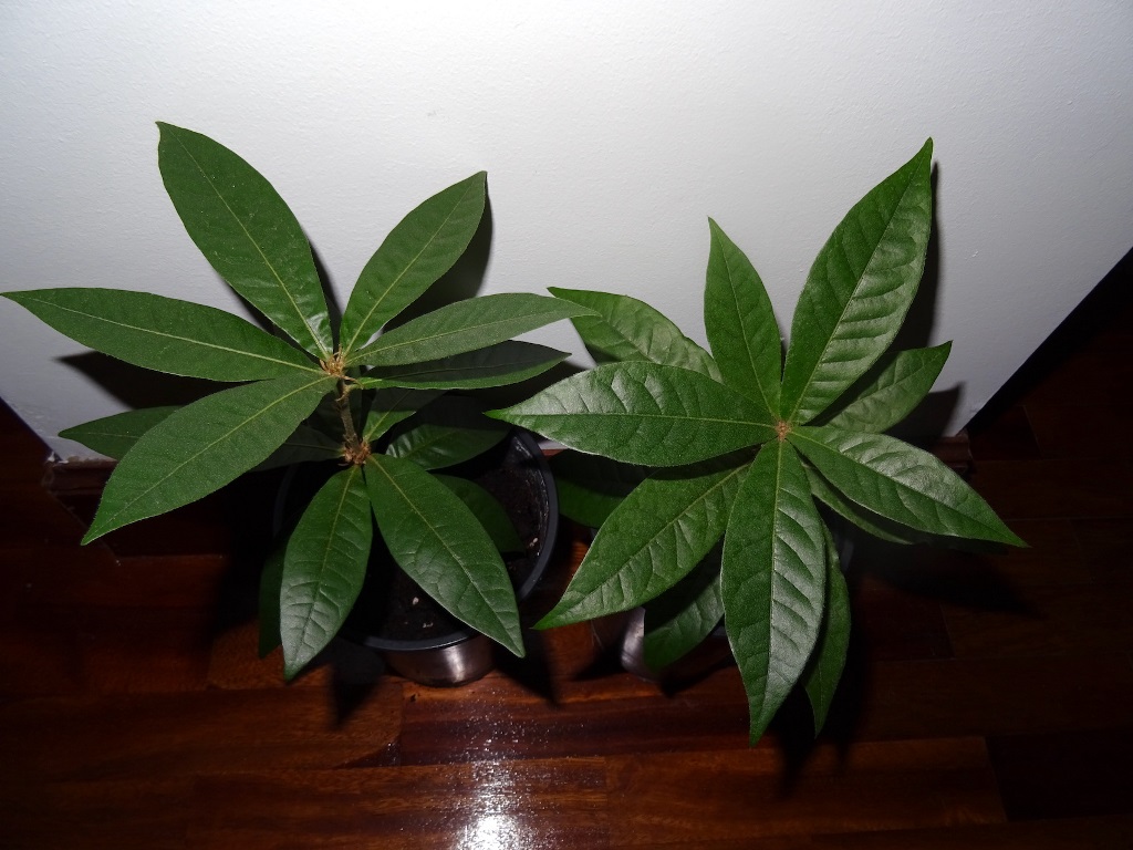 Quercus tonduzii seedlings