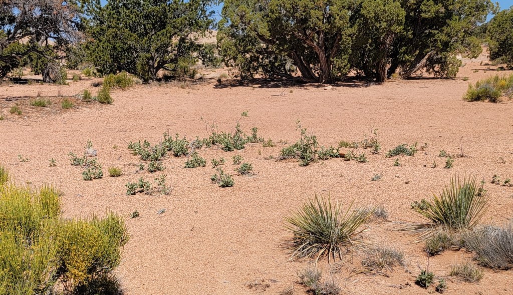 Low growing Cedar Mesa population