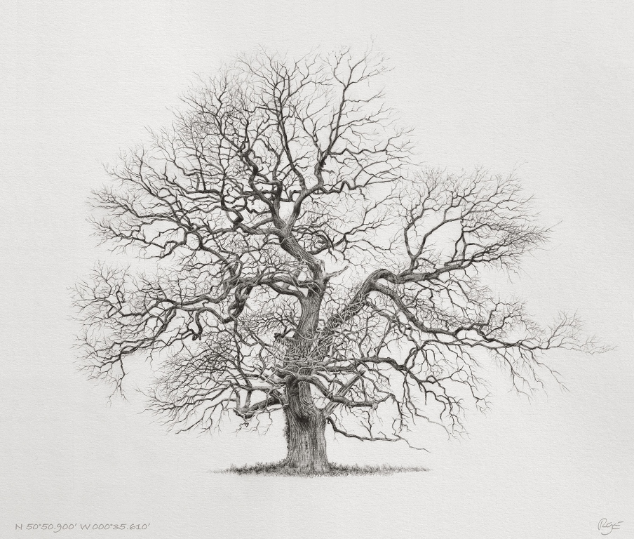 A large winter oak standing in Broad Green Field, Binsted, West Sussex.