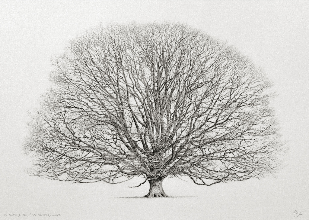 An oak standing in the grounds of Petworth House in West Sussex.
