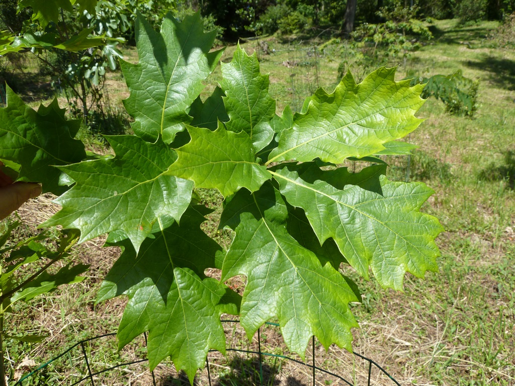 Quercus Chocha