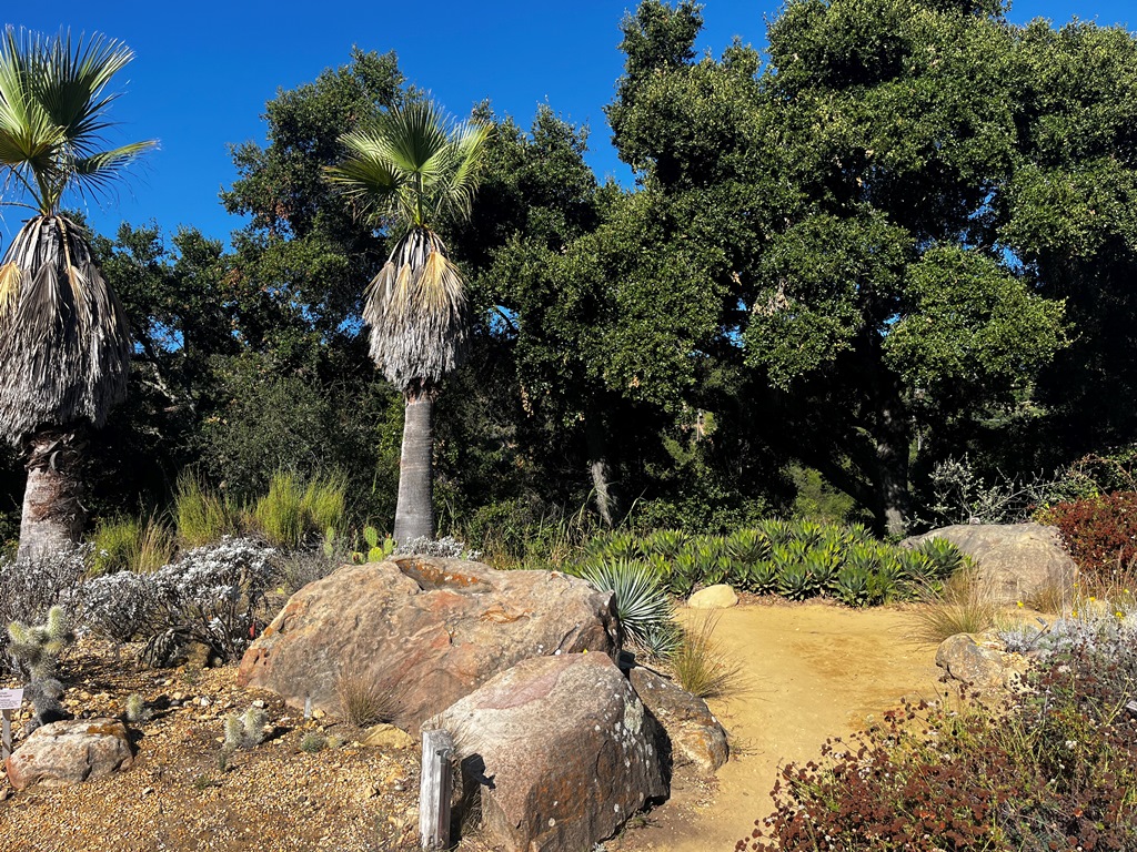 The same section today, with a healthy oak woodland behind it. 