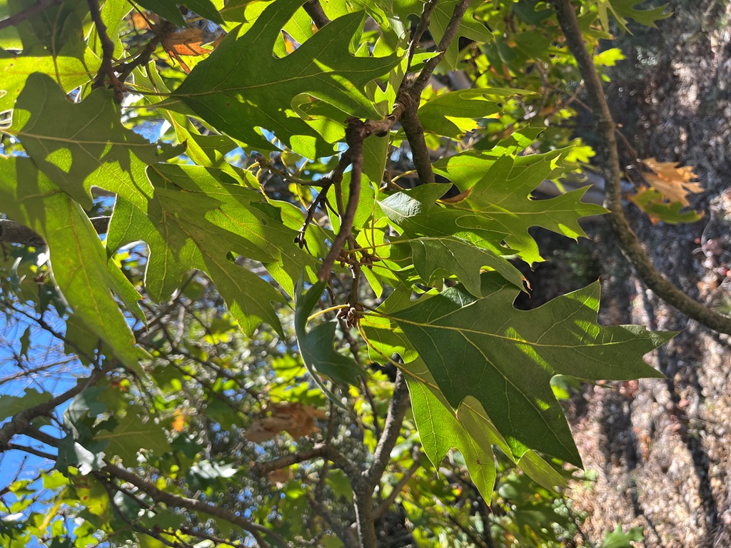 Quercus kelloggii (Black oak in our collection since 1947)