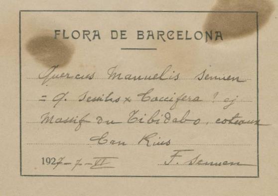 Quercus manuels label