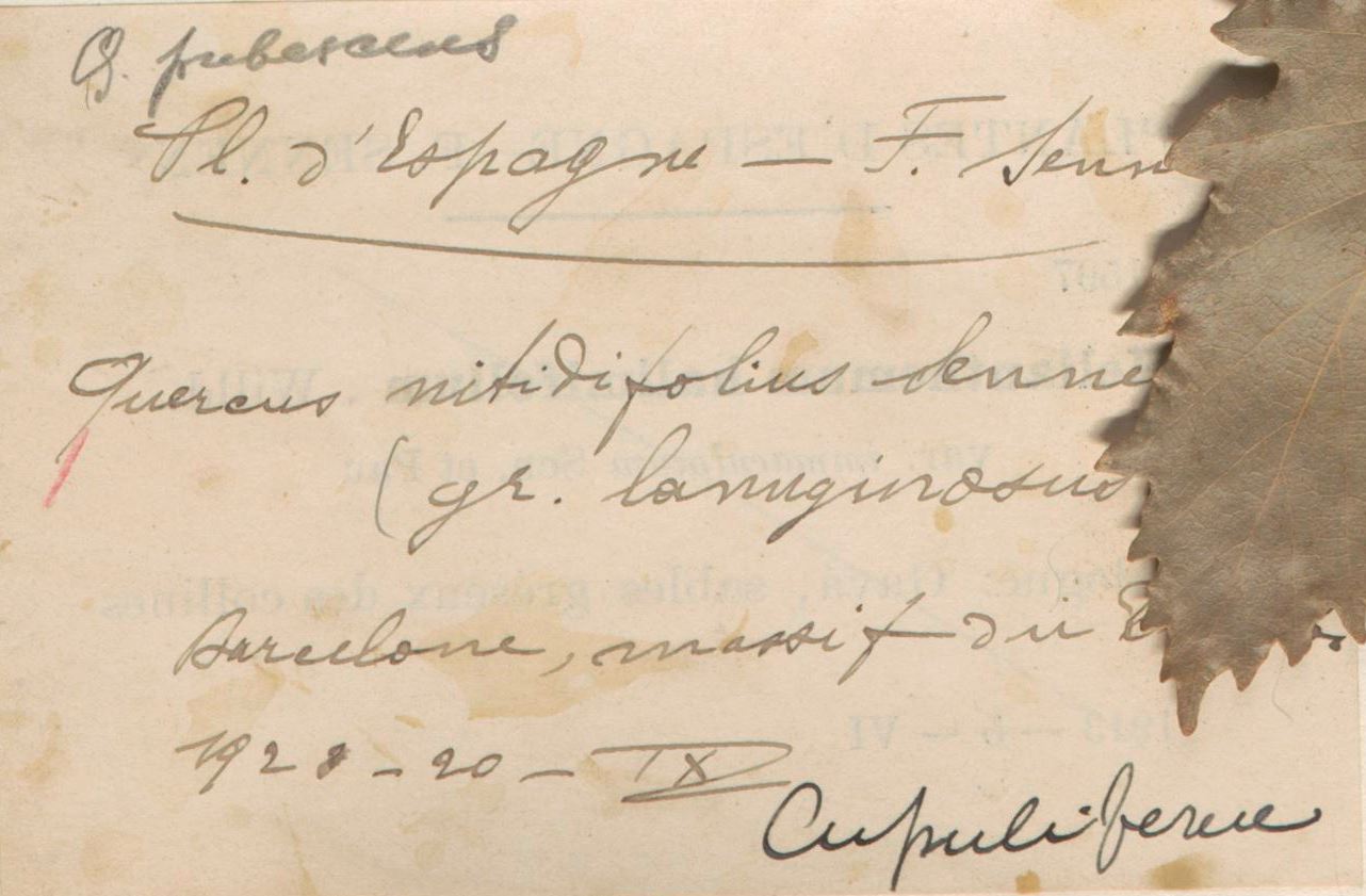 Quercus nitidifolius