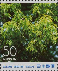 Quercus myrsinifolia