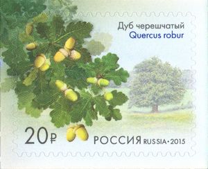 Quercus robur Russia