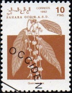 Quercus ilex Western Sahara