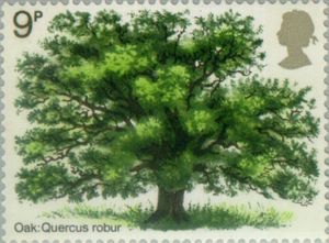 Quercus robur UK