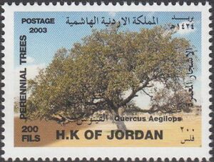 Quercus aegilops Jordan