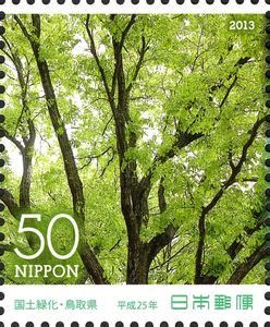 Quercus serrata Japan