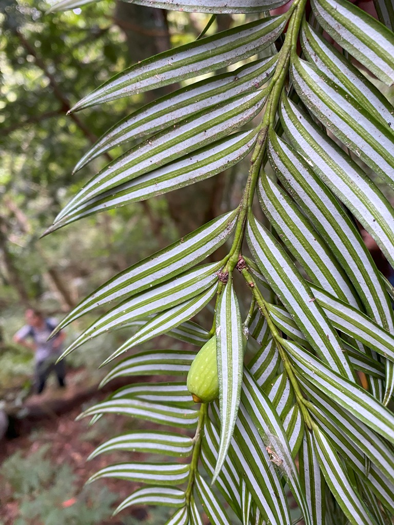 Amentotaxus formosana
