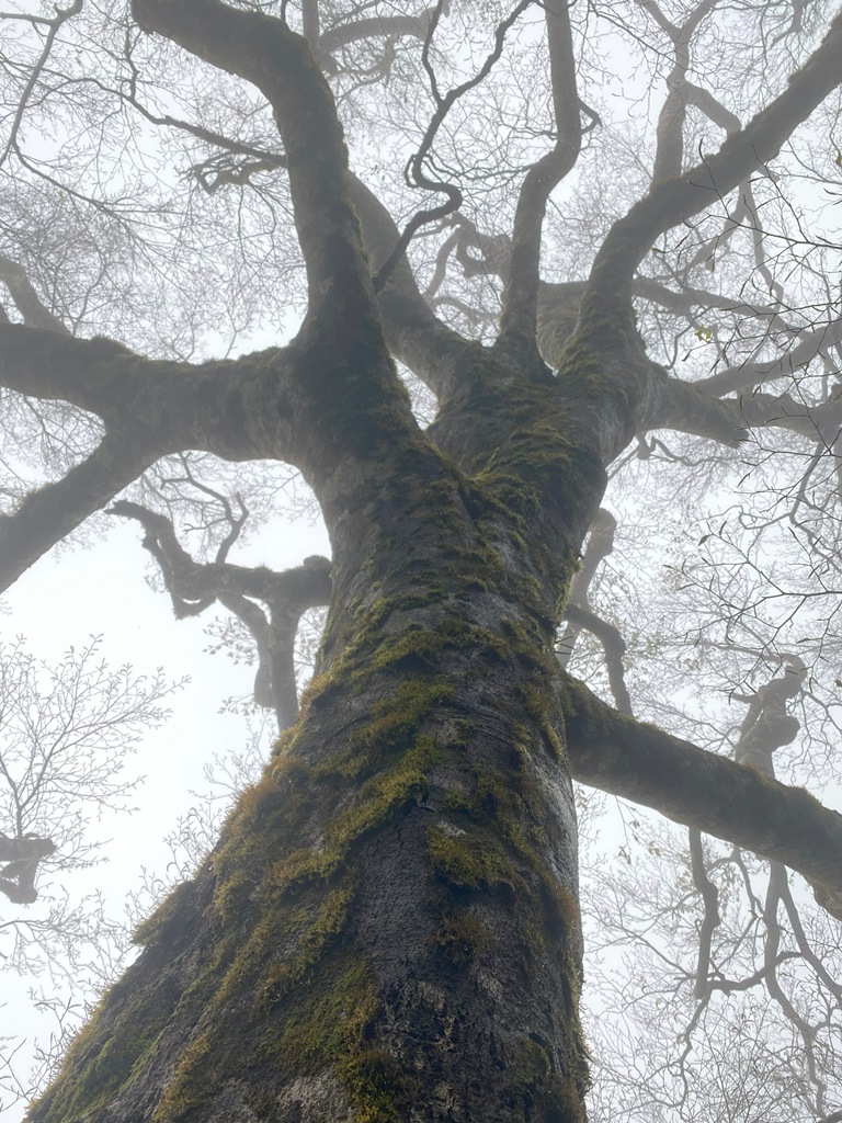 Fagus hayatae