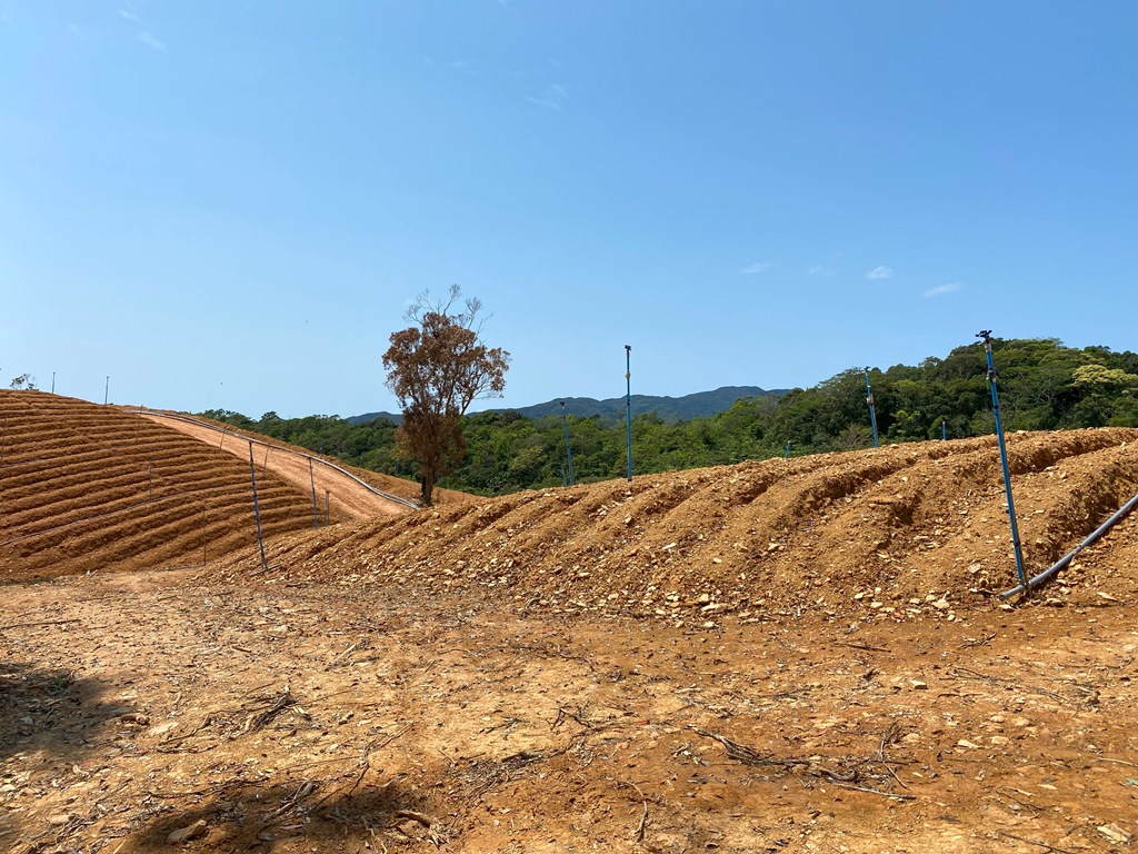 Ginger plantation in Anshou Area_ a lone L. chiaratuangensis stands in the background